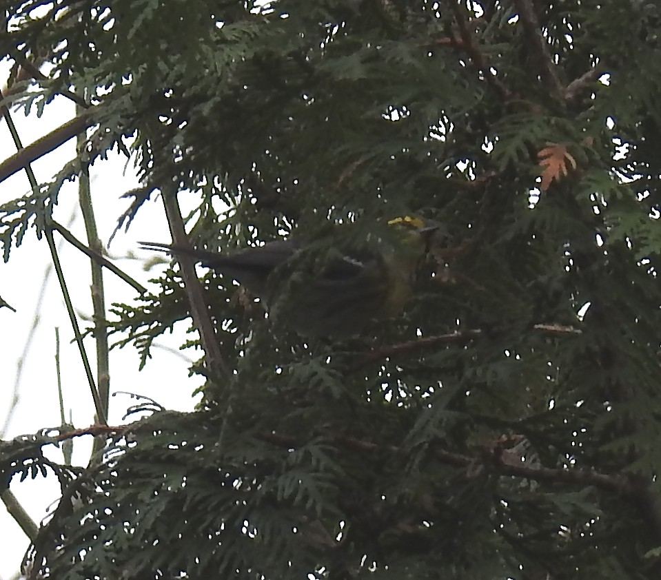 Townsend's Warbler - ML645972037