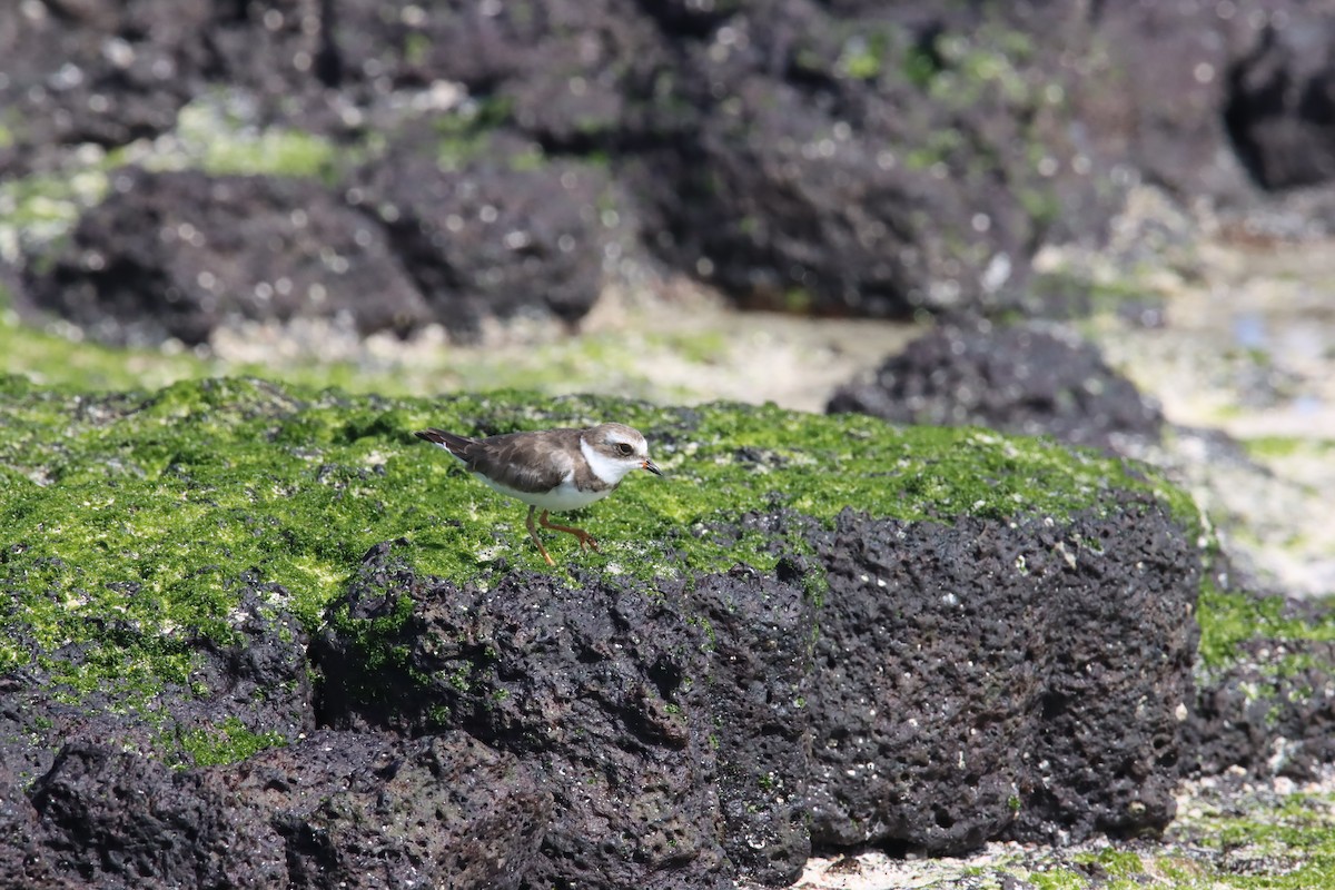 Semipalmated Plover - ML645972040
