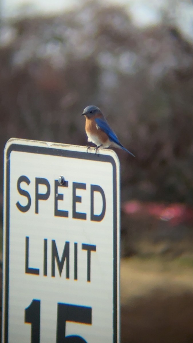 Eastern Bluebird - ML645972048
