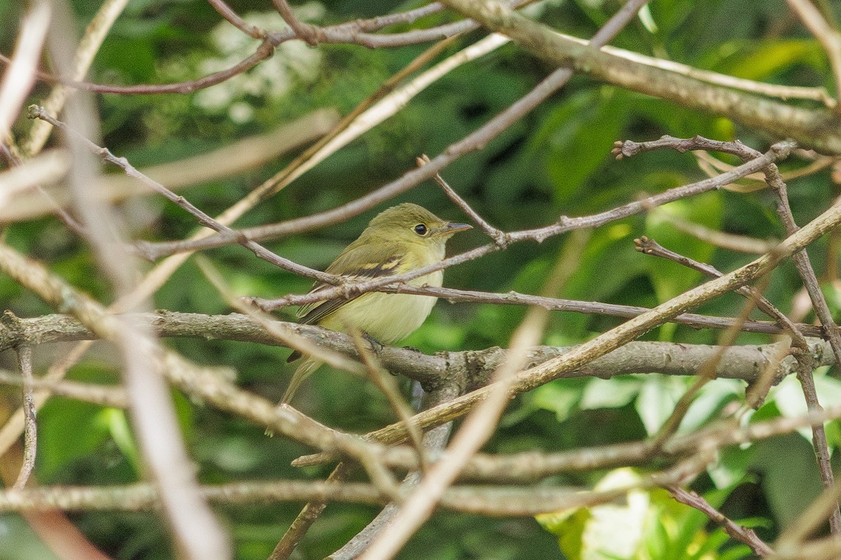 Acadian Flycatcher - ML645972051