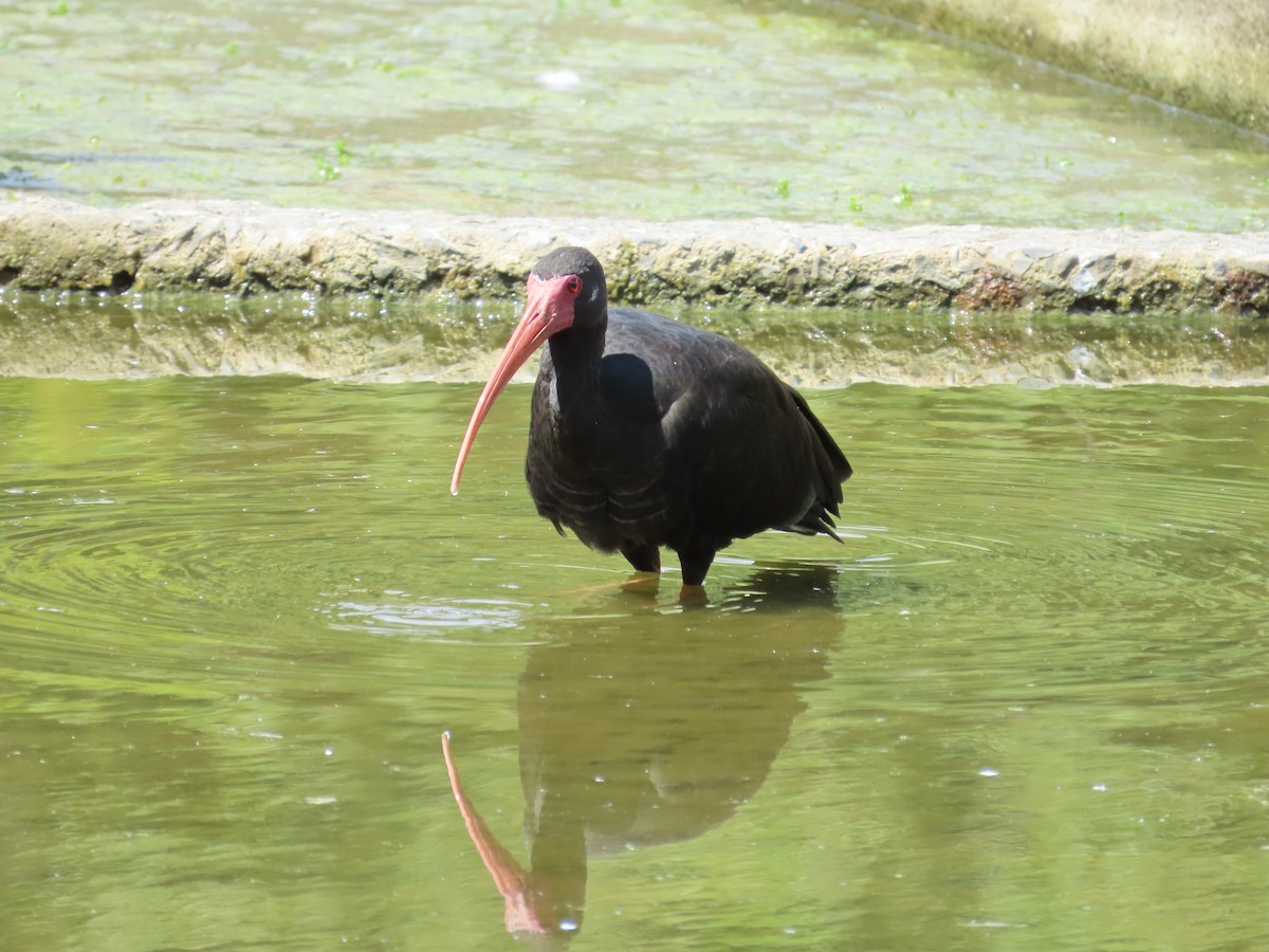 Ibis Afeitado - ML645972054