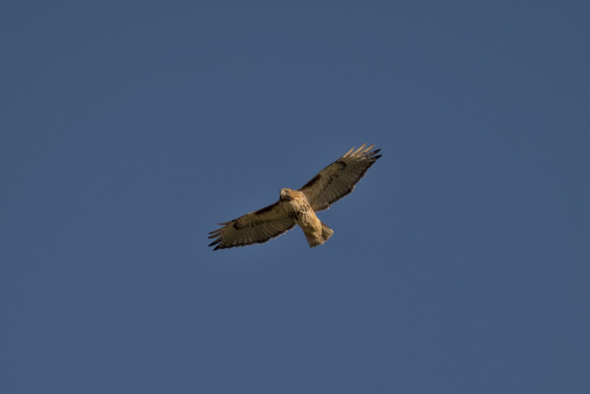 Red-tailed Hawk - ML645972062