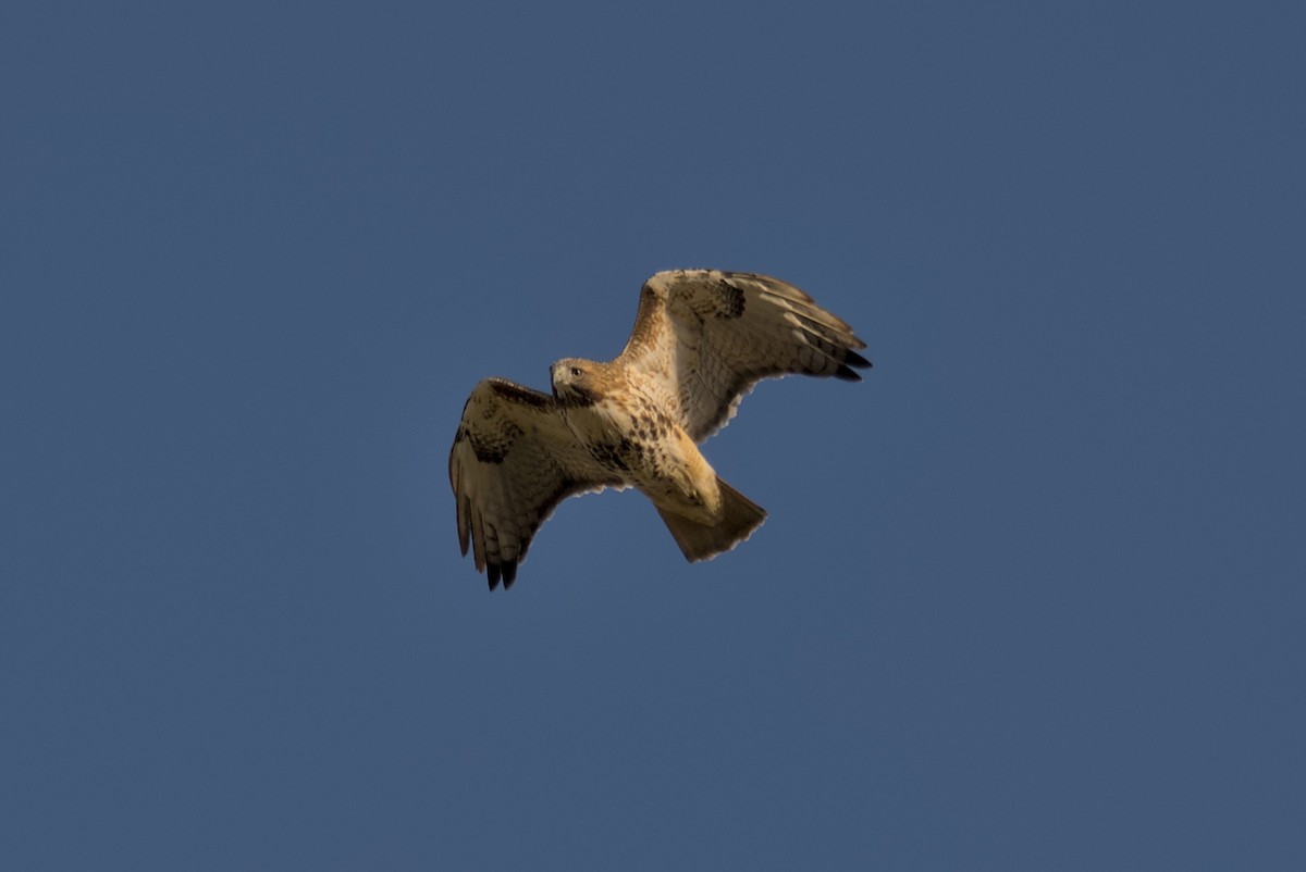 Red-tailed Hawk - ML645972063