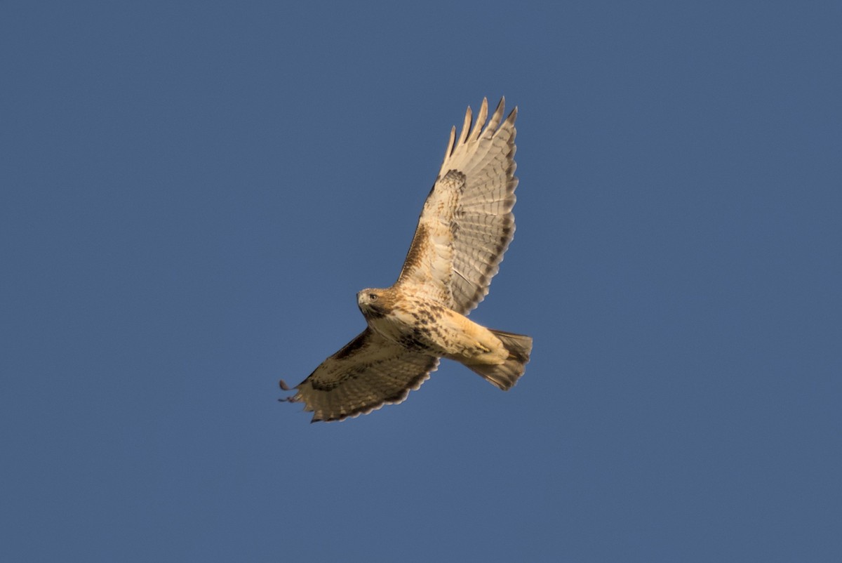 Red-tailed Hawk - ML645972064