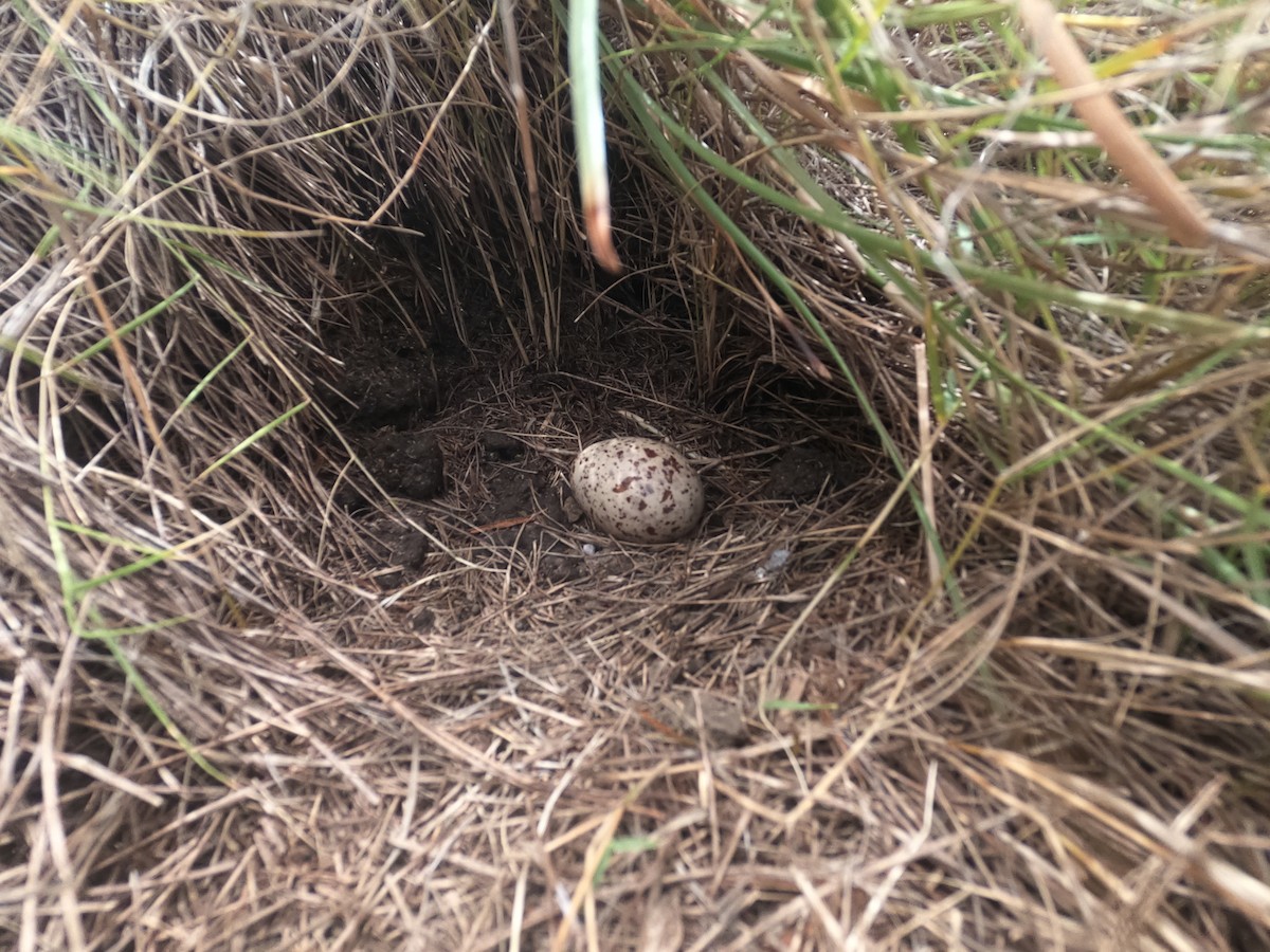 Bridled Tern - ML645972072