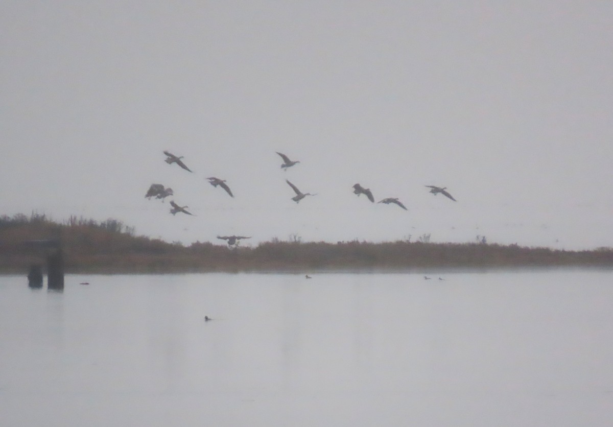 Canada Goose - ML645972073