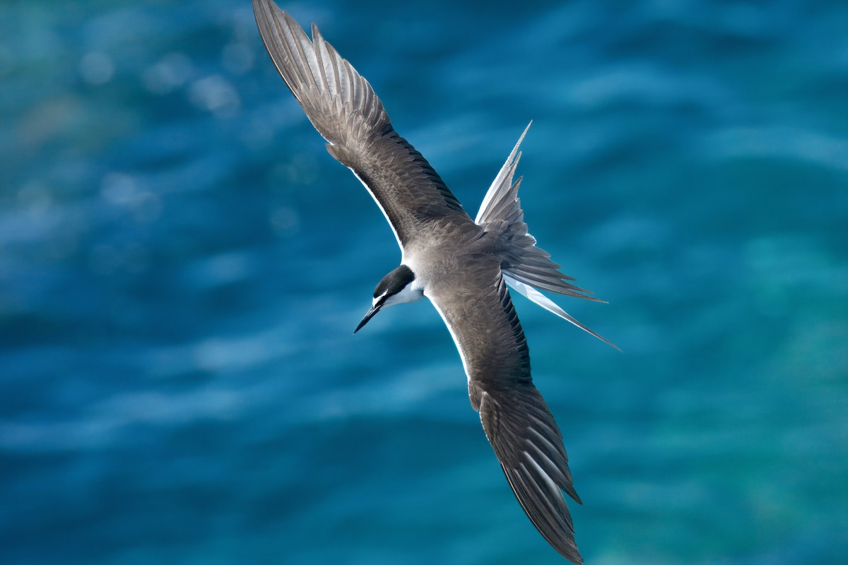 Bridled Tern - ML645972074
