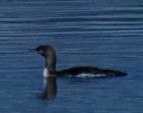Red-throated Loon - ML645972085
