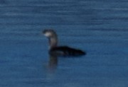 Red-throated Loon - ML645972092