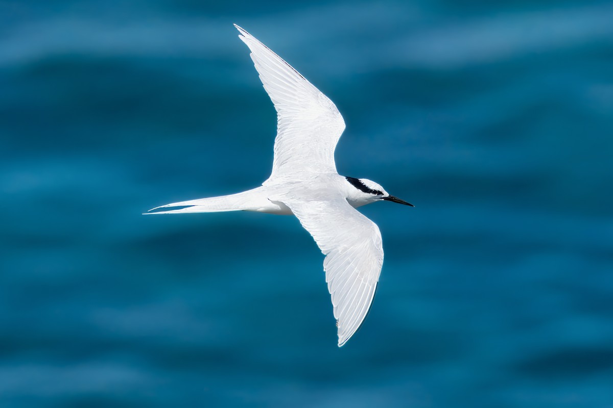 Black-naped Tern - ML645972095