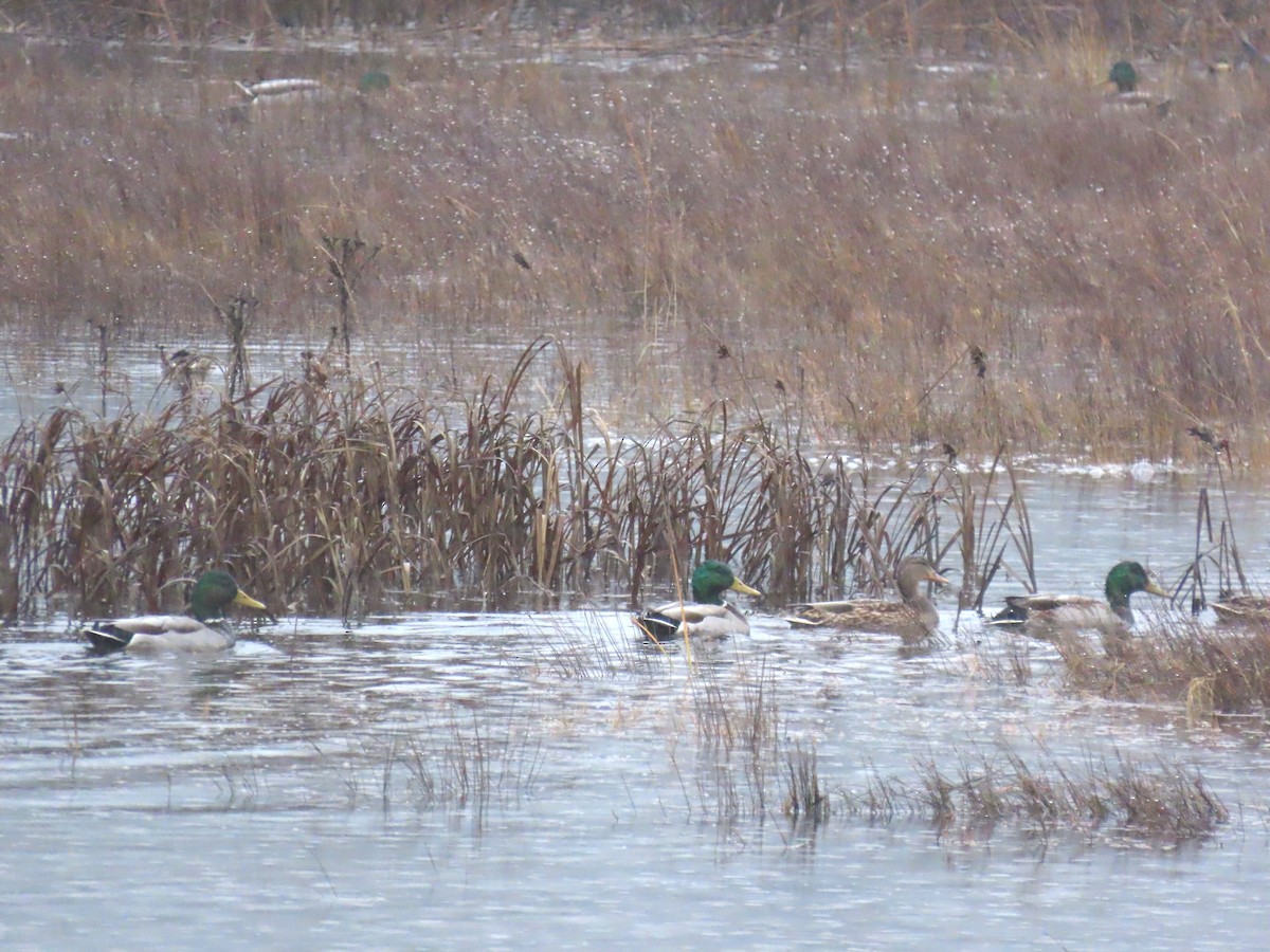 Mallard - ML645972099