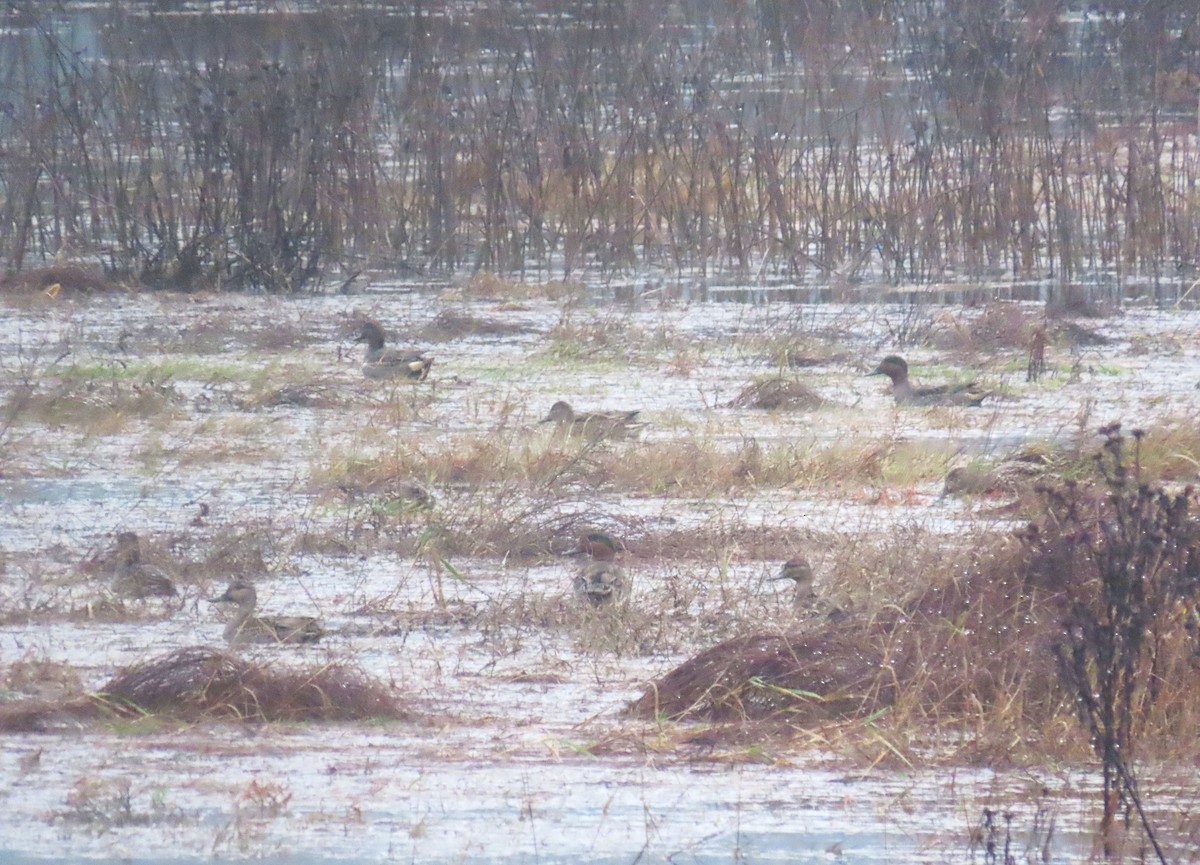 Green-winged Teal - ML645972101