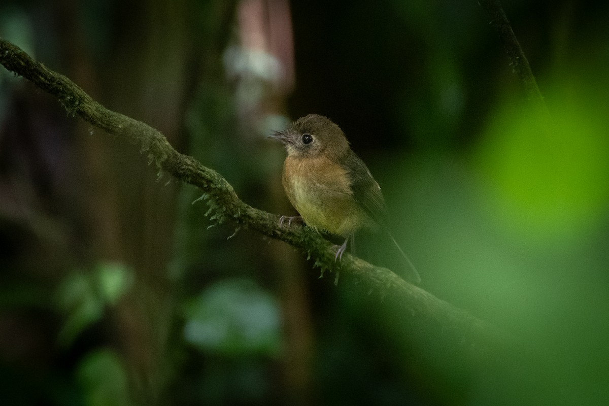 Sulphur-rumped Flycatcher - ML645972102