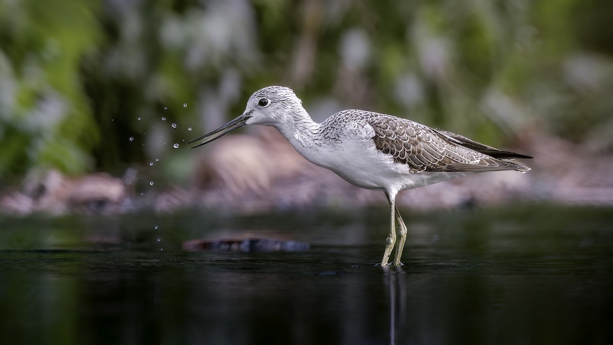 Common Greenshank - ML645972110