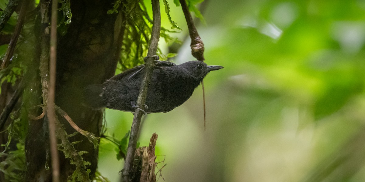 Кадук темноволий - ML645972117