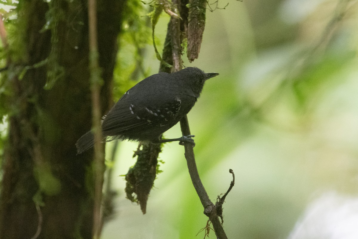 Кадук темноволий - ML645972118