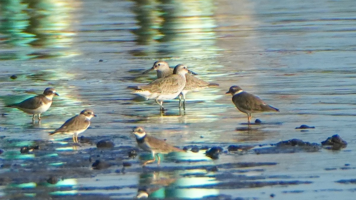 jespák rezavý - ML645972120