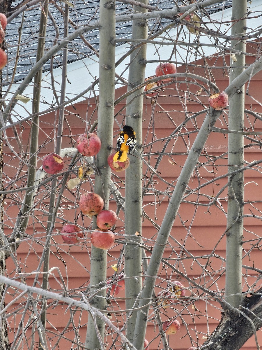 trupiál baltimorský - ML645972121