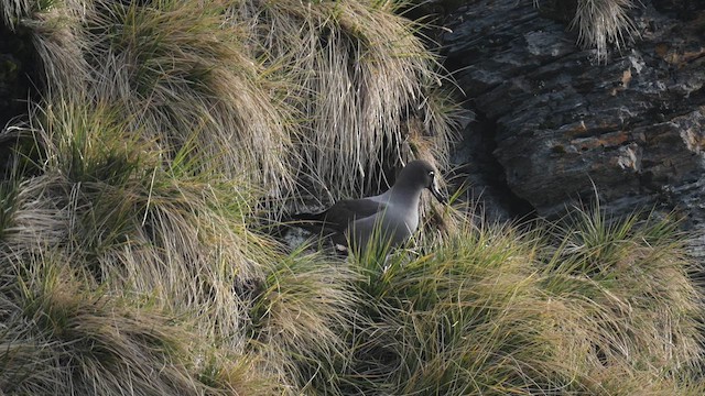 Светлоспинный альбатрос - ML645972122