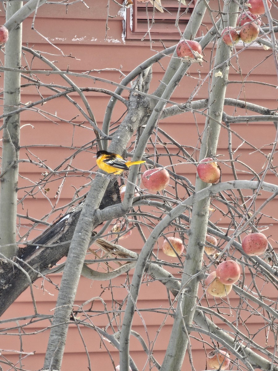 trupiál baltimorský - ML645972132