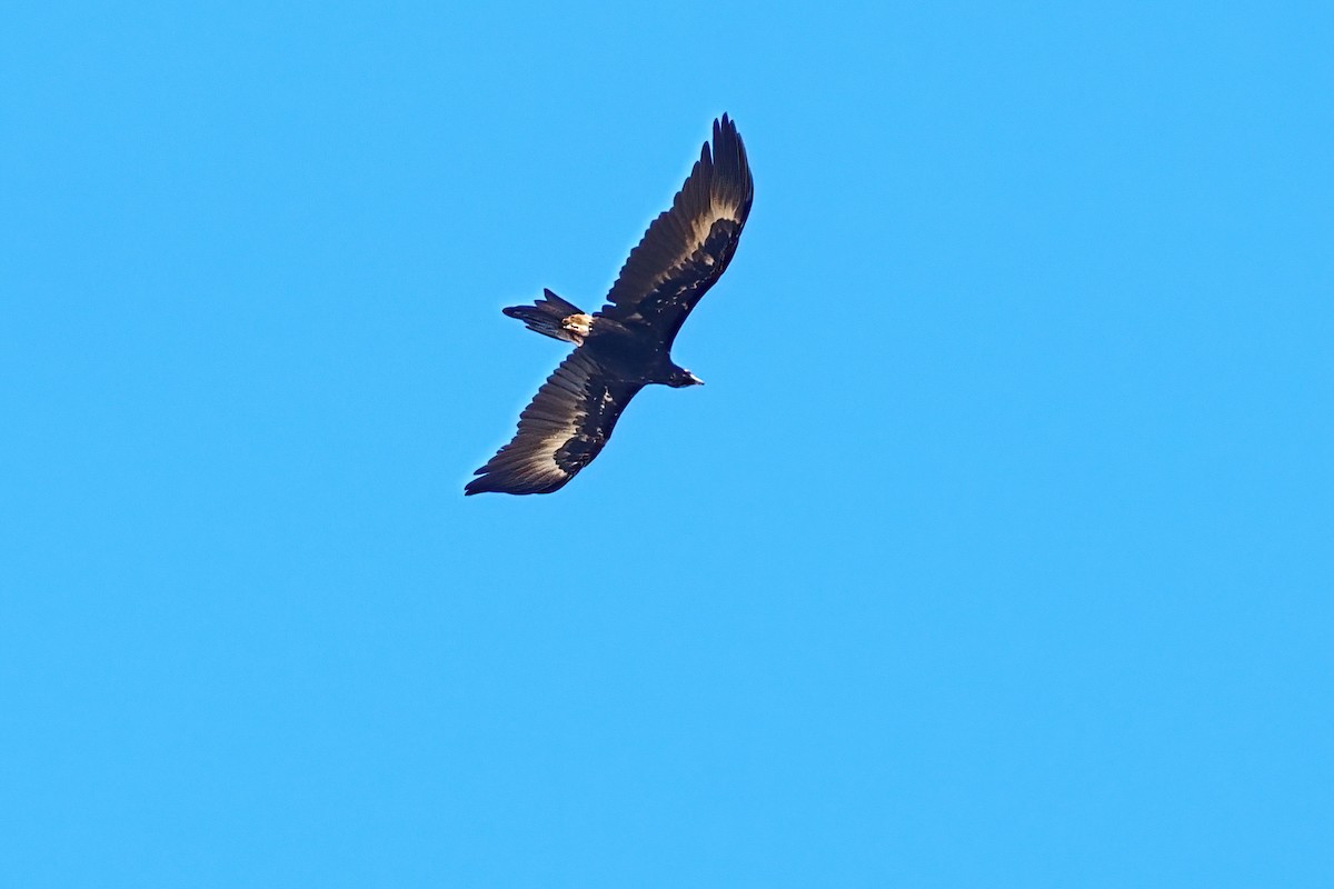Wedge-tailed Eagle - ML645972134