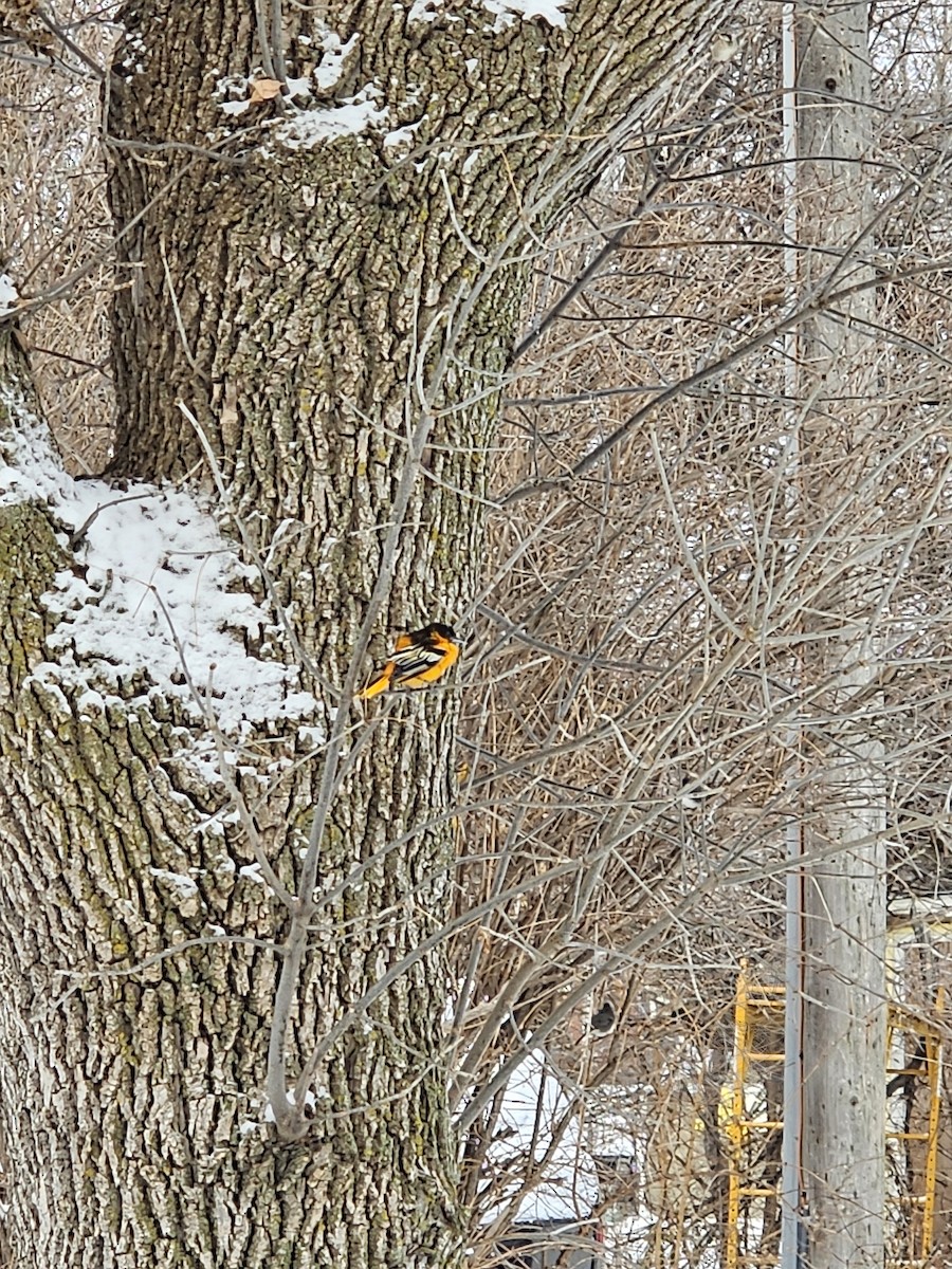 trupiál baltimorský - ML645972137