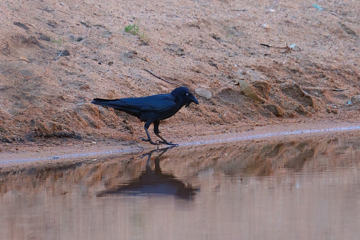 Torresian Crow - ML645972140