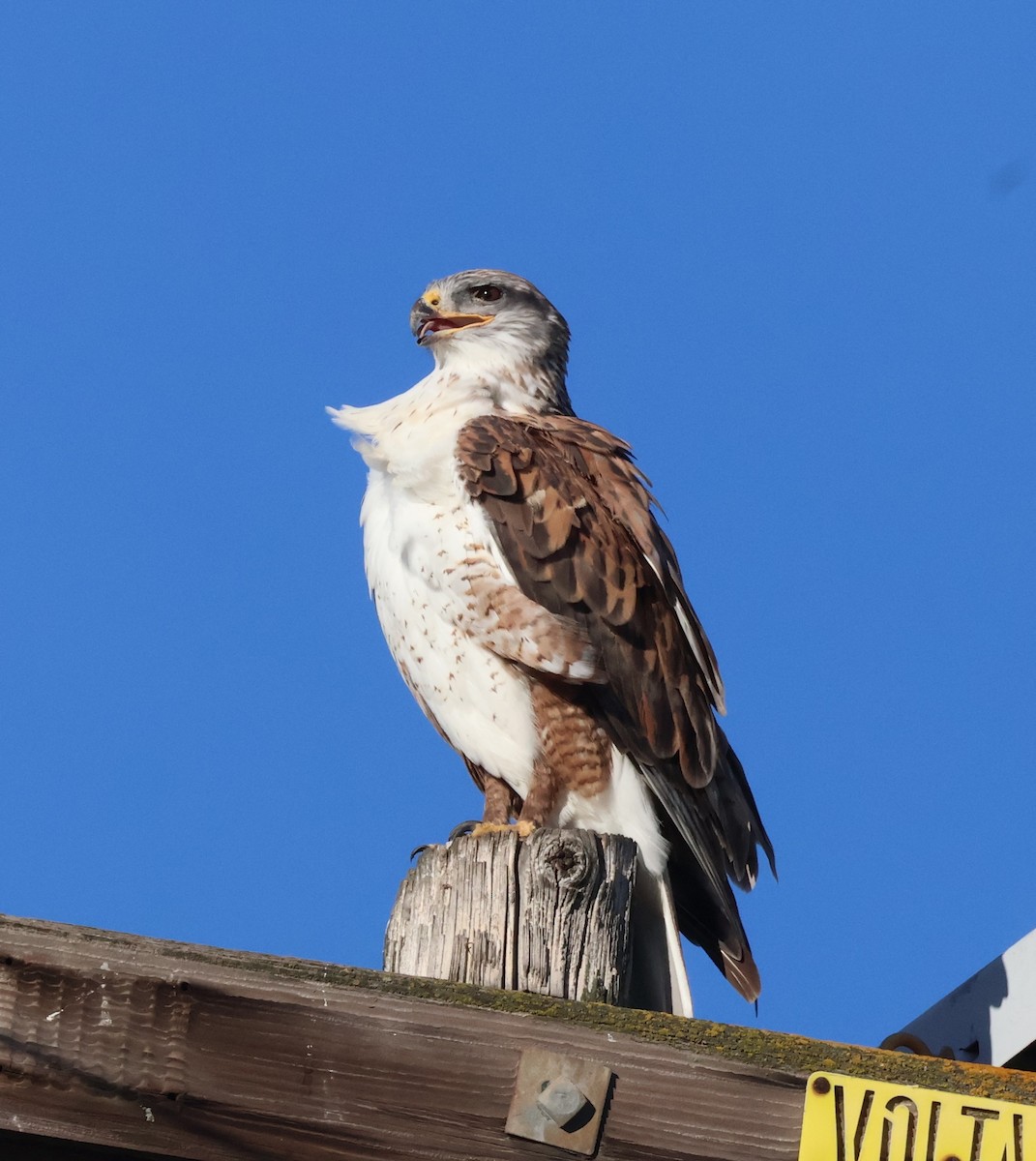 Busardo Herrumbroso - ML645972146