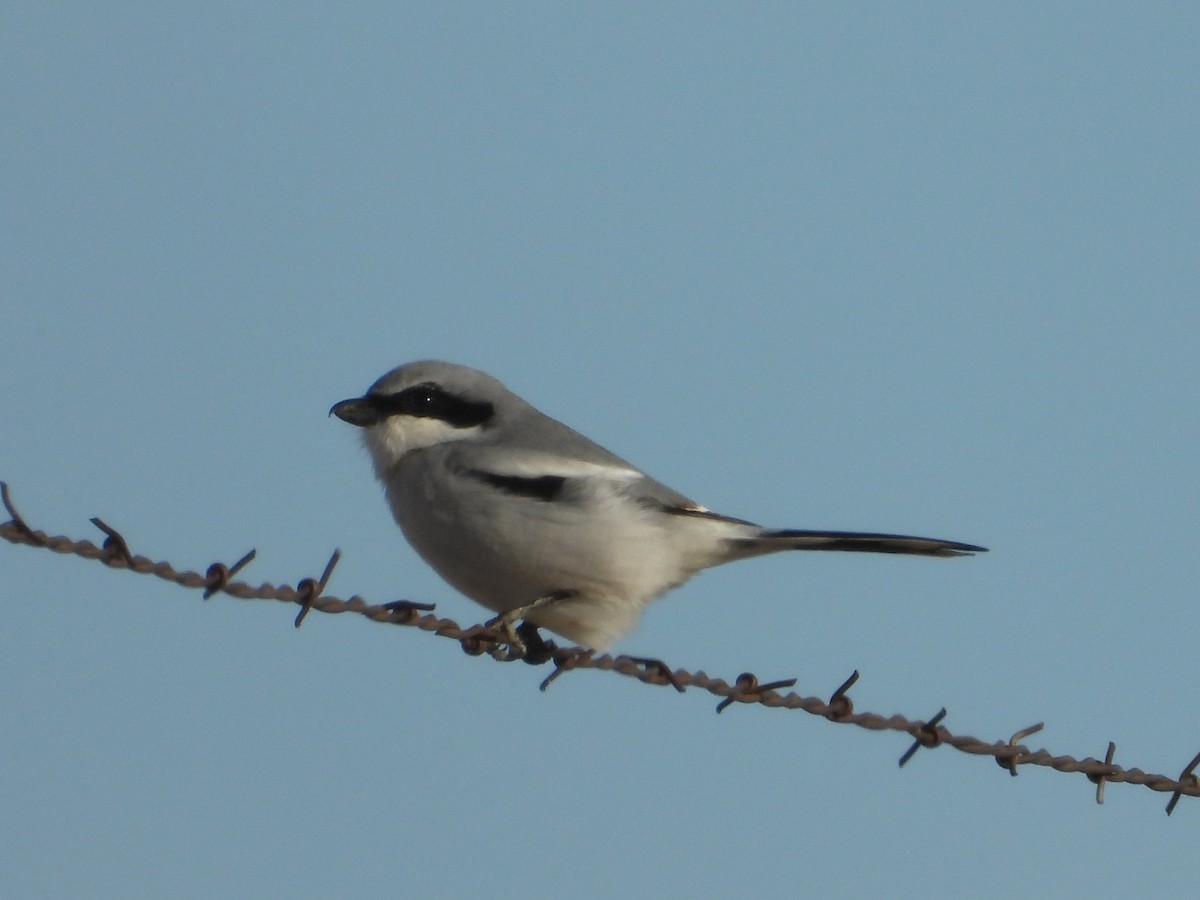 Loggerhead Shrike - ML645972151
