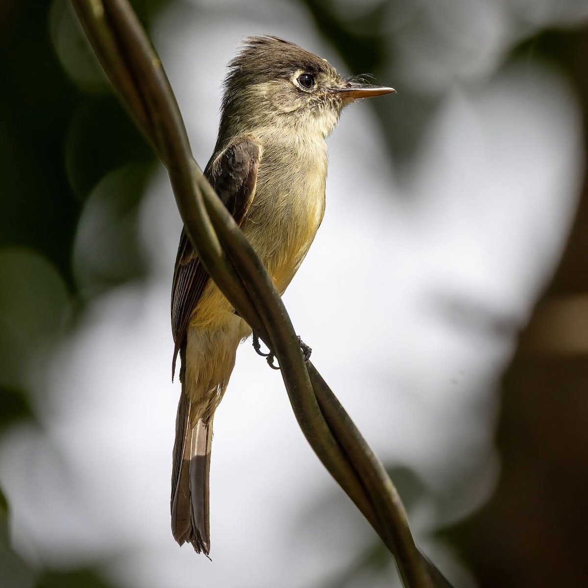 Cuban Pewee - ML645972152