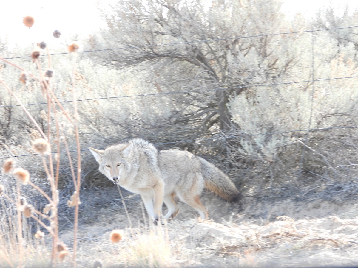 Coyote - ML645972155