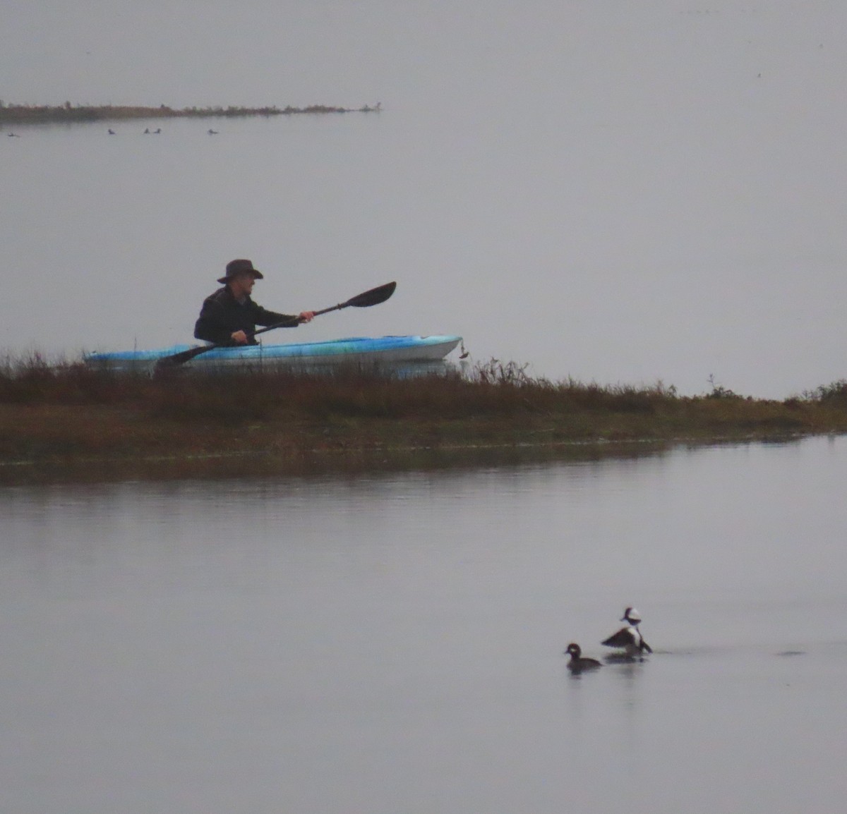 Bufflehead - ML645972156