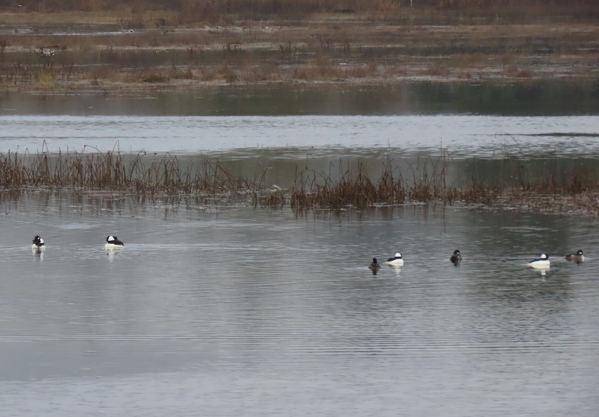 Bufflehead - ML645972157
