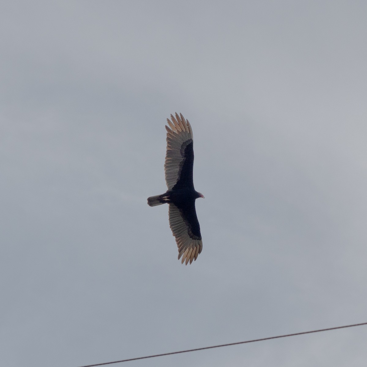 Aura Gallipavo - ML645972162