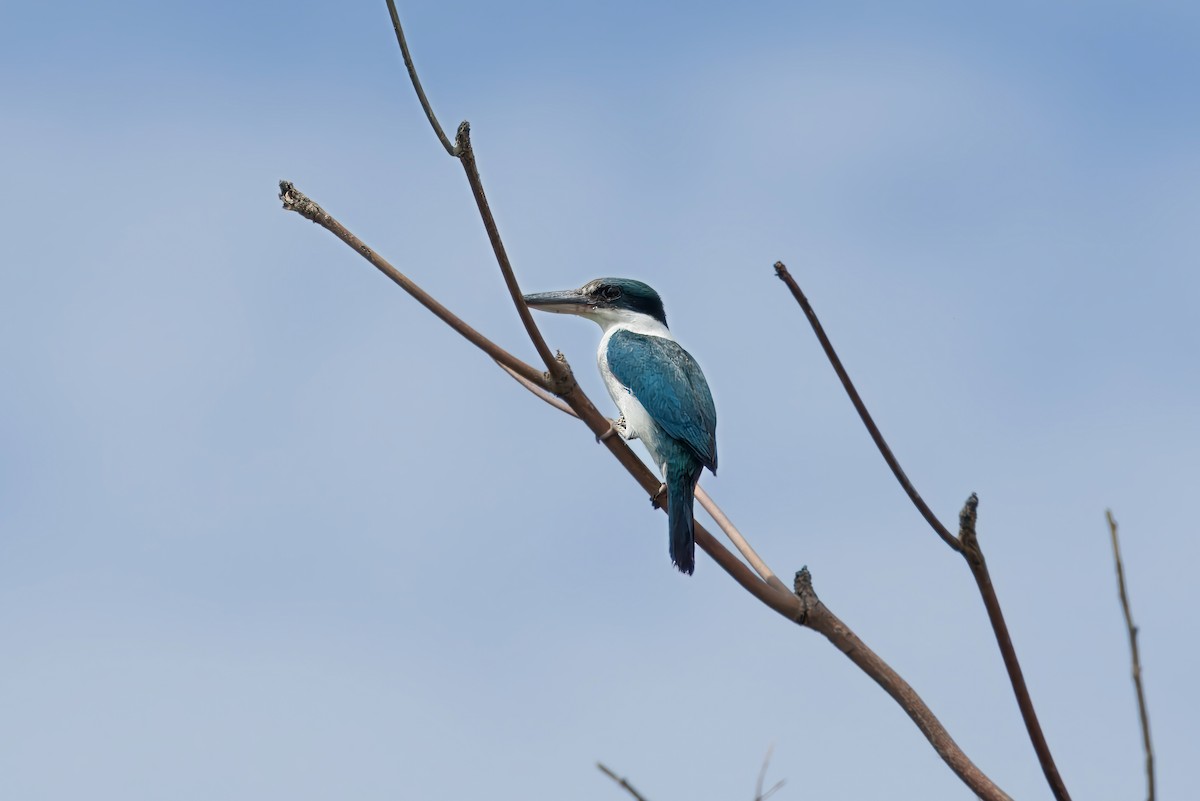 Collared Kingfisher - ML645972163