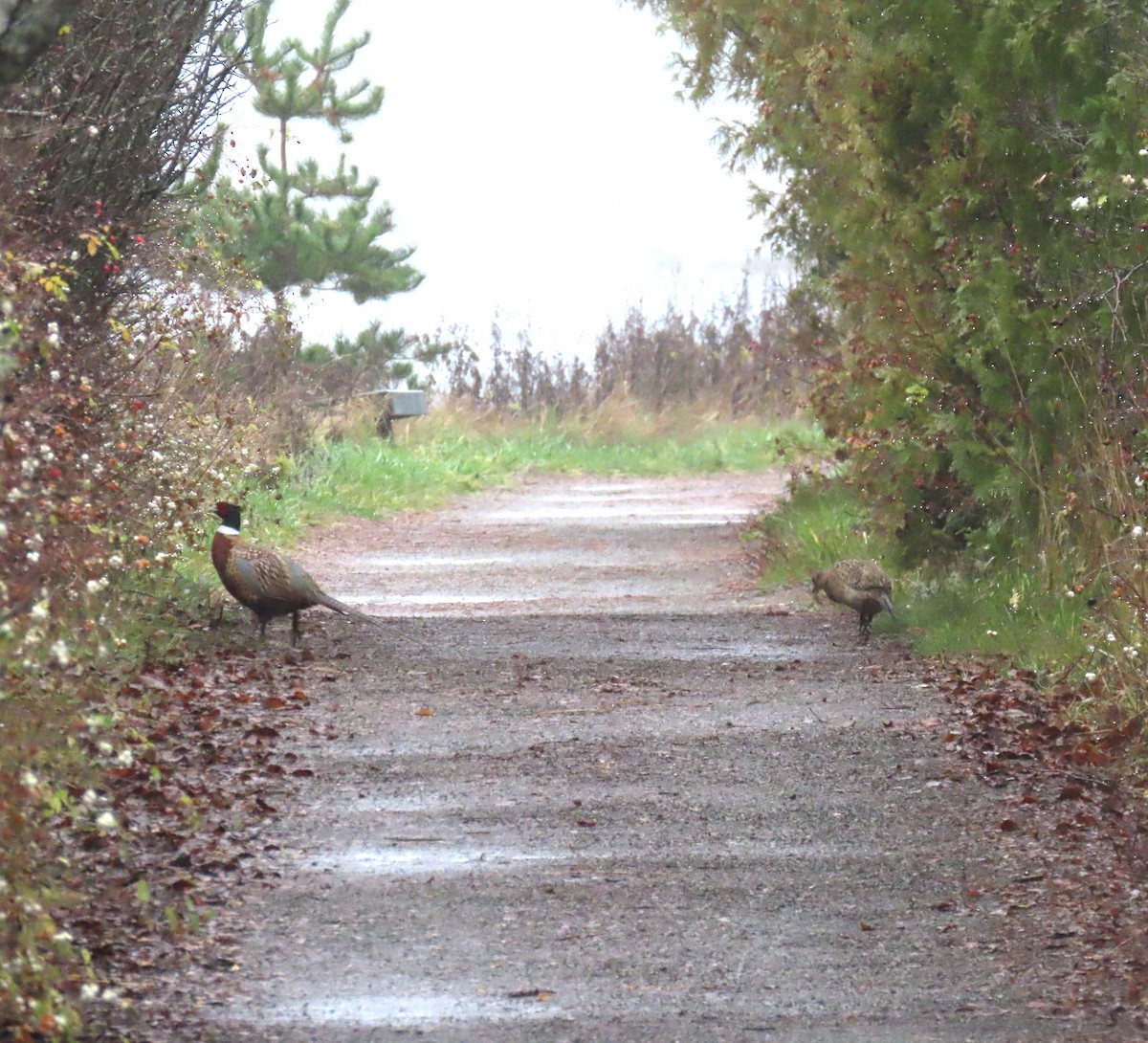 Ring-necked Pheasant - ML645972164