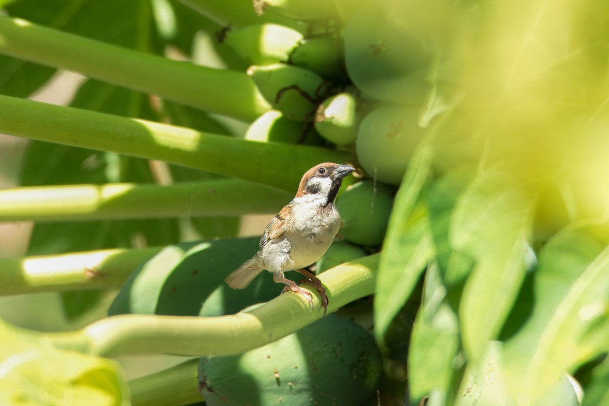 Eurasian Tree Sparrow - ML645972165