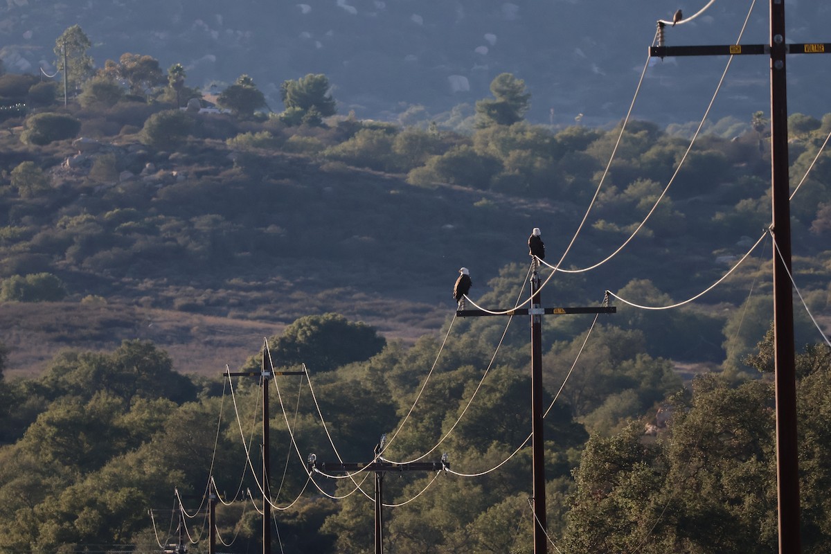 Pigargo Americano - ML645972171