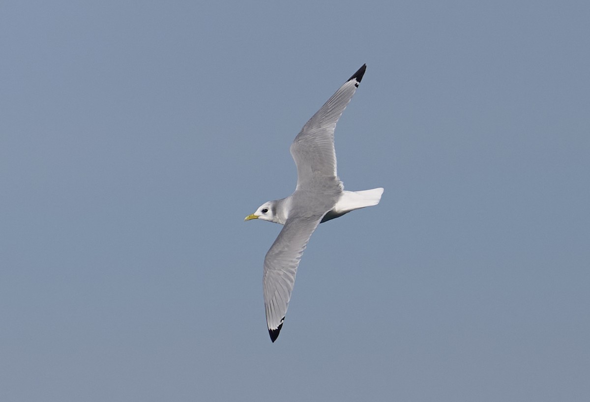 krykkje - ML645972174