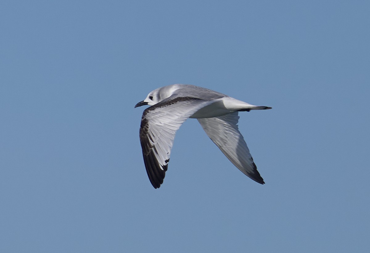 krykkje - ML645972175