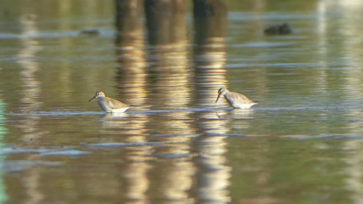 jespák rezavý - ML645972176