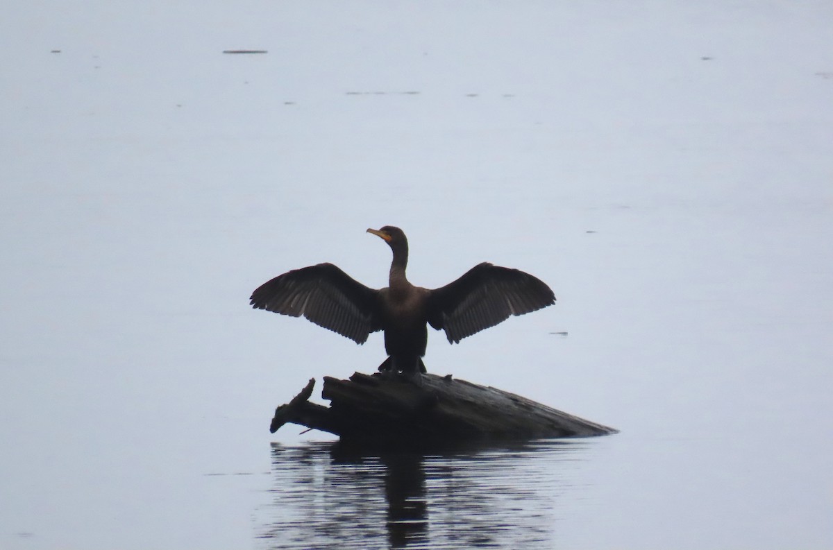 Double-crested Cormorant - ML645972178