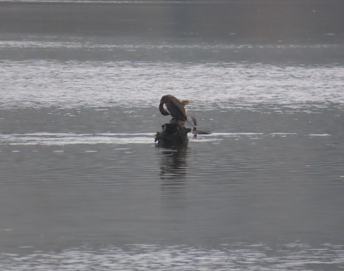 Double-crested Cormorant - ML645972179