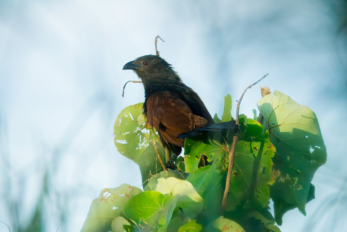 Philippine Coucal - ML645972181