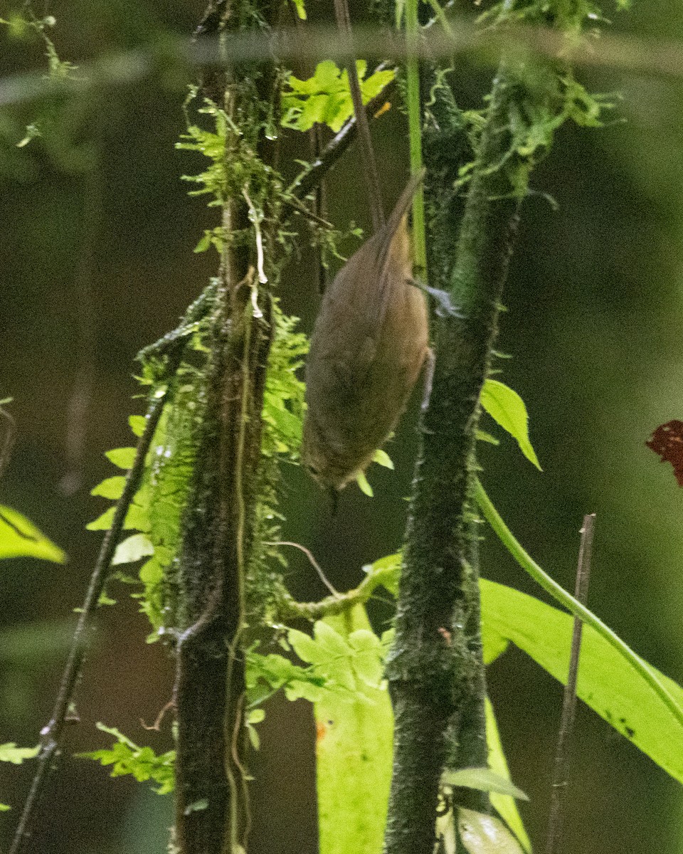 Кадук темноволий - ML645972185