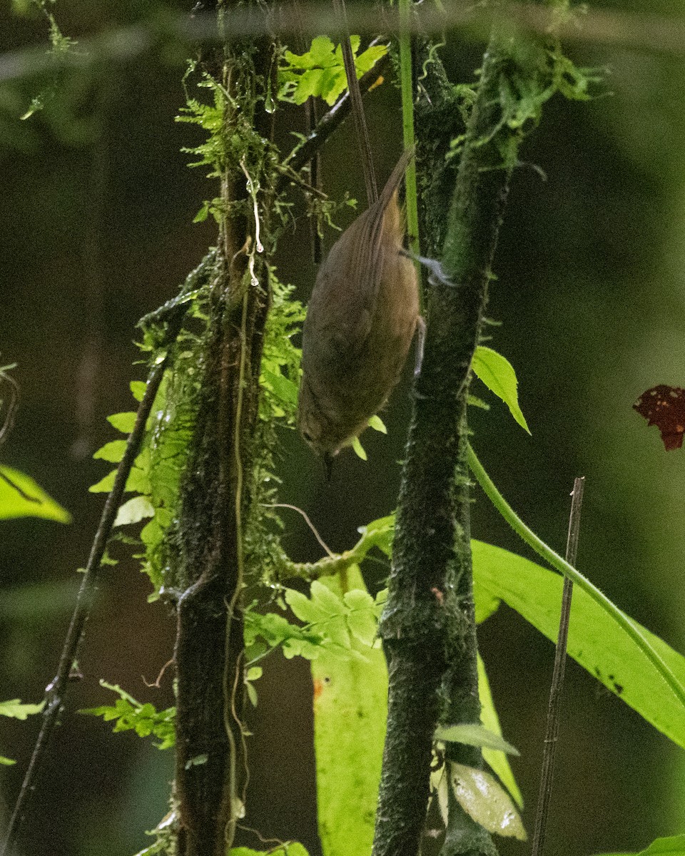 Кадук темноволий - ML645972186