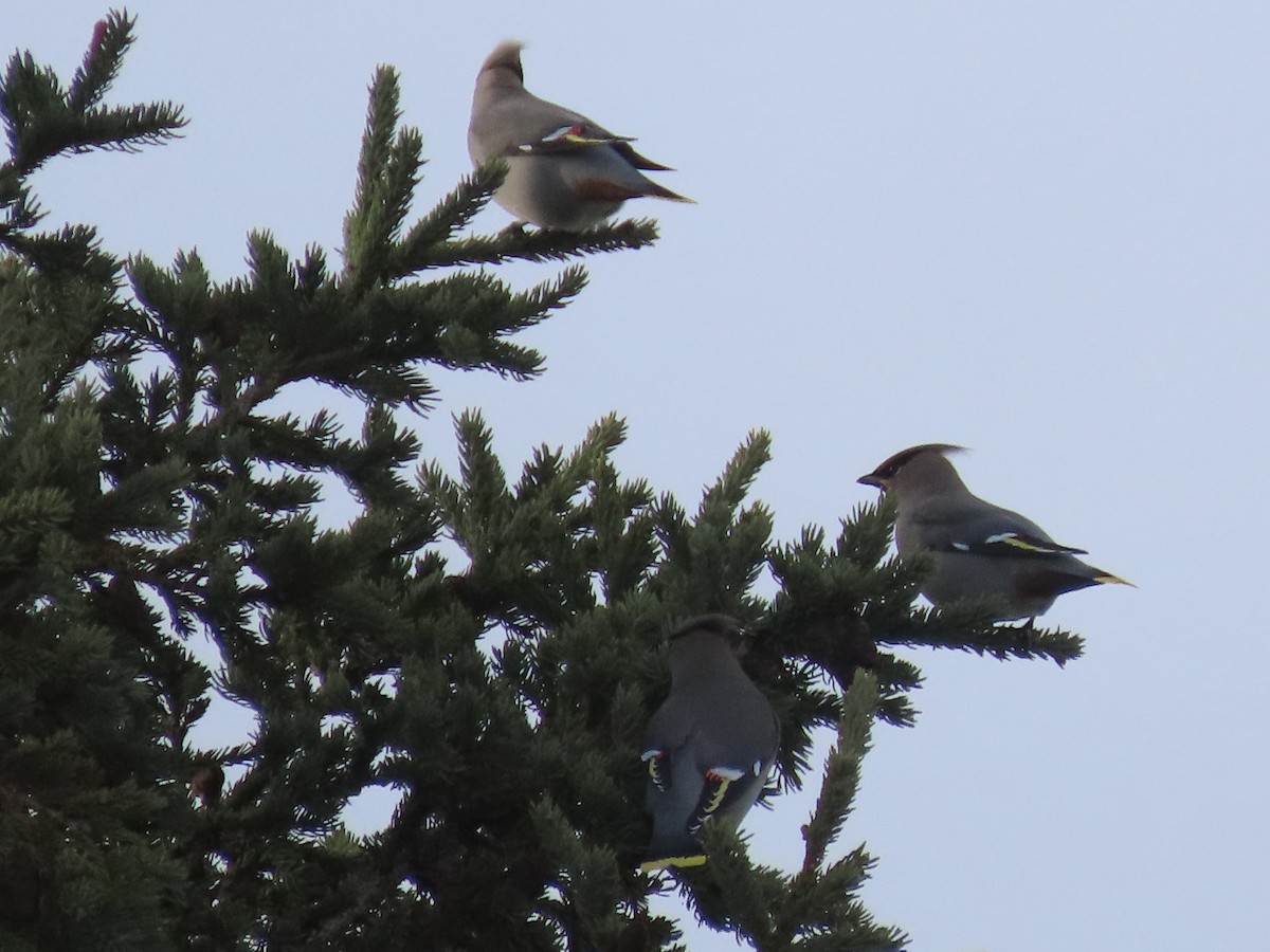 Bohemian Waxwing - ML645972190
