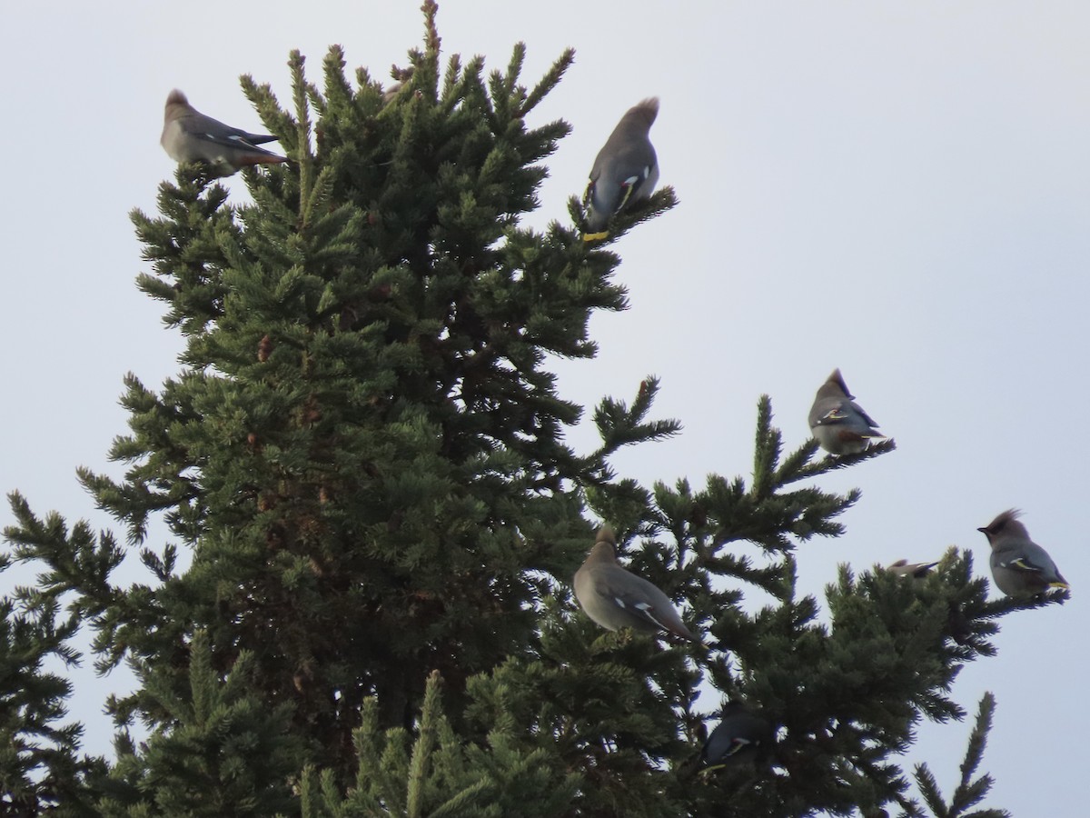 Bohemian Waxwing - ML645972192