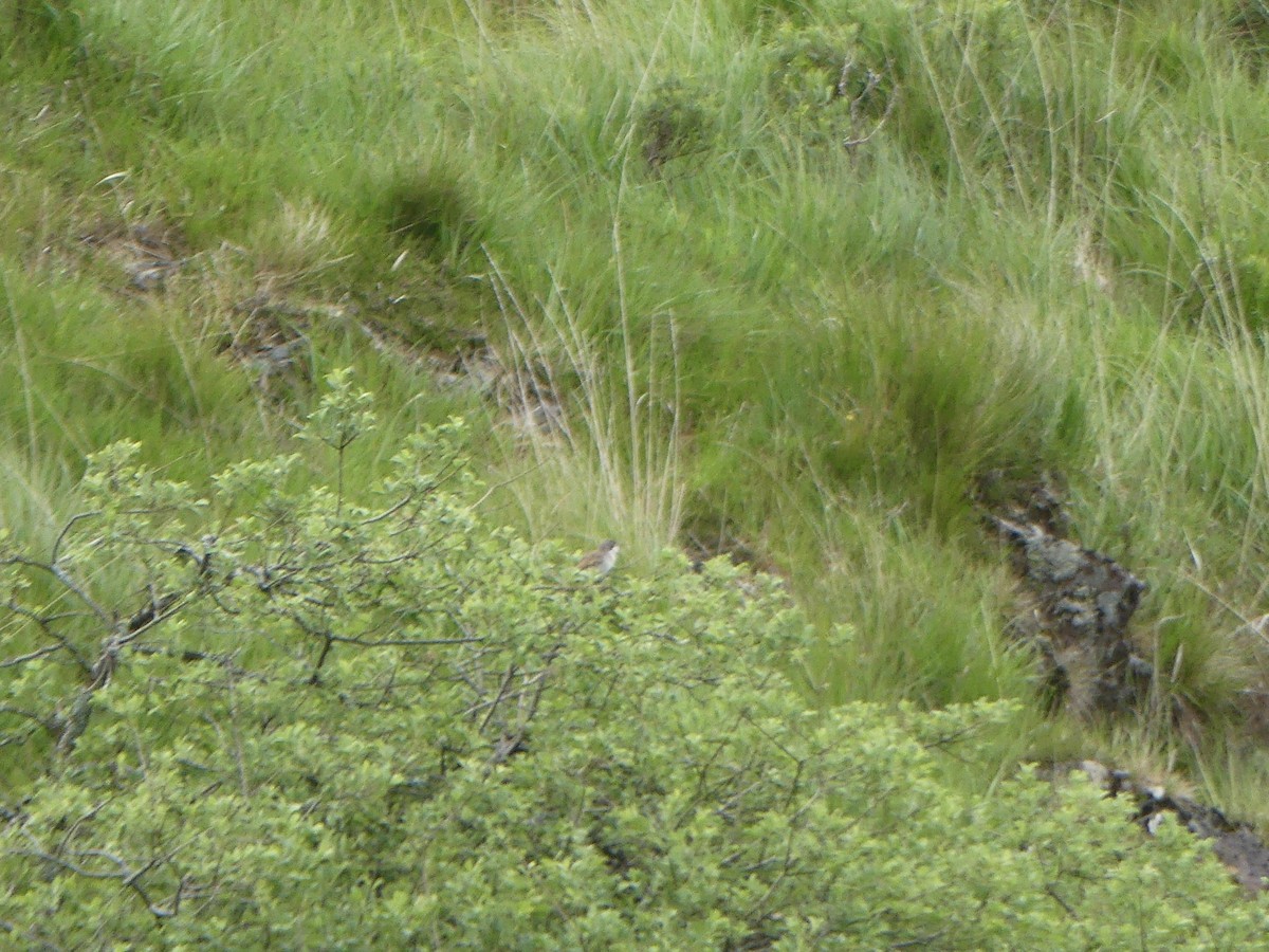 Greater Whitethroat - ML645972203