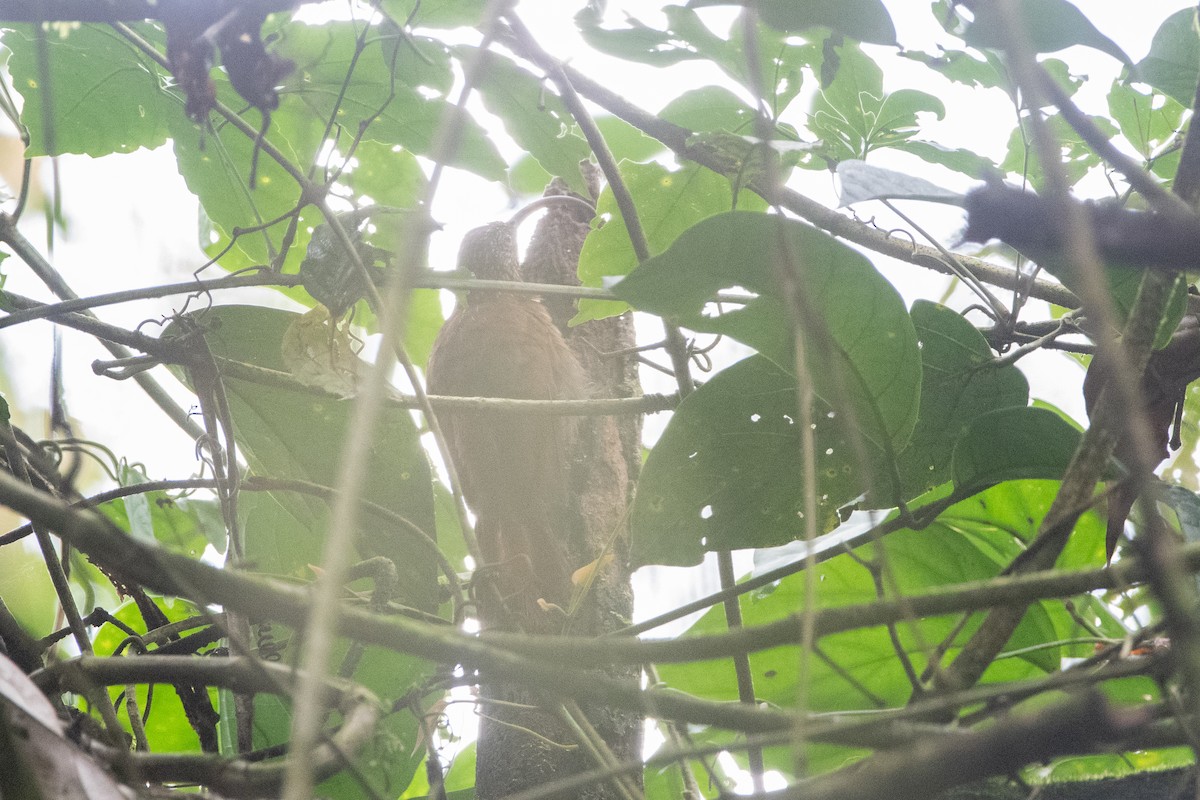 Brown-billed Scythebill - ML645972209